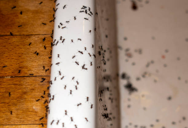 Best Emergency Pest Control  in Pleasant Hills, OH