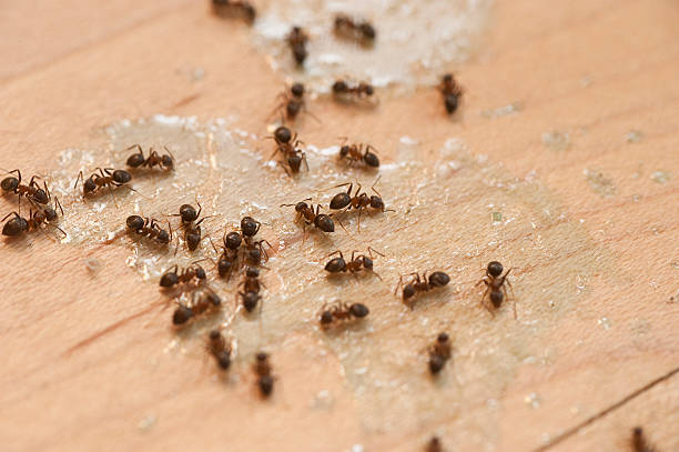 Best Pest Prevention Services  in Pleasant Hills, OH